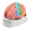 Modèle de cerveau, 5 parties avec régions et fonctions, taille réelle, type