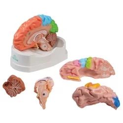 Modèle de cerveau, 5...