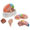 Modèle de cerveau, 5 parties avec régions et fonctions, taille réelle, type
