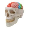 Modèle de cerveau, 5 parties avec régions et fonctions, taille réelle, type