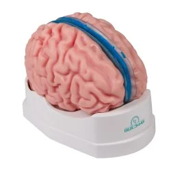 Modèle de cerveau, 5 parties, taille réelle, type anatomique