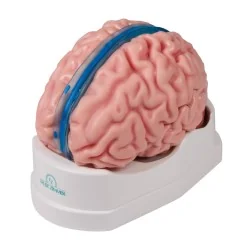 Modèle de cerveau, 5...