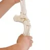 Squelette flexible du pied avec début de tibia et péroné, taille réelle Squelette flexible du pied avec début de tibia et péroné, taille réelle