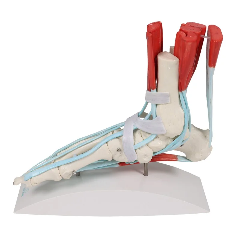 Squelette du pied avec ligaments Squelette du pied avec ligaments