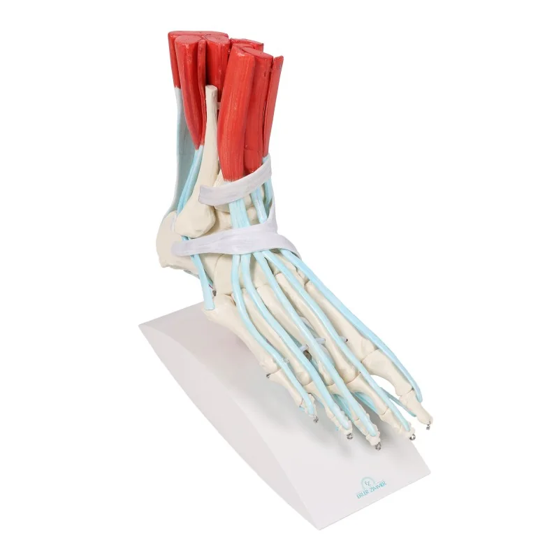 Squelette du pied avec ligaments Squelette du pied avec ligaments