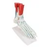 Squelette du pied avec ligaments Squelette du pied avec ligaments
