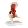 Modèle d'articulation de la hanche avec muscles, taille réelle Modèle d'articulation de la hanche avec muscles, taille réelle