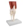 Modèle d'articulation du genou avec muscles, taille réelle Modèle d'articulation du genou avec muscles, taille réelle
