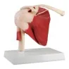 Modèle d'articulation de l'épaule avec muscles, taille réelle Modèle d'articulation de l'épaule avec muscles, taille réelle