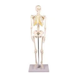 Squelette Tom, miniature