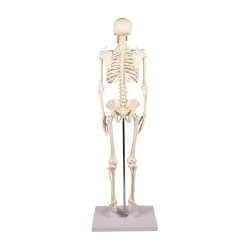 Squelette Tom, miniature