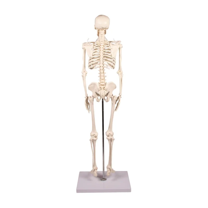 Squelette Tom, miniature Squelette Tom, miniature