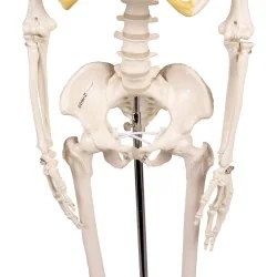 Squelette Tom, miniature