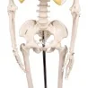 Squelette Tom, miniature Squelette Tom, miniature