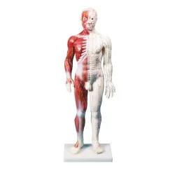 Modèle d'acupuncture...