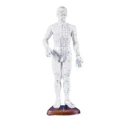 Modèle d'acupuncture...