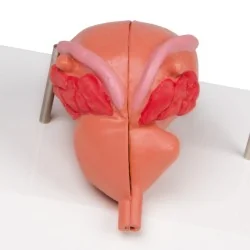 Modèle de prostate, 2 parties