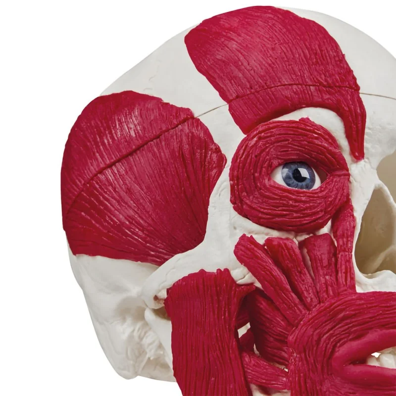 Modèle de crâne avec musculature, taille réelle
