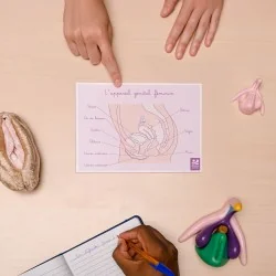 schéma appareil génital féminin A5 sur table