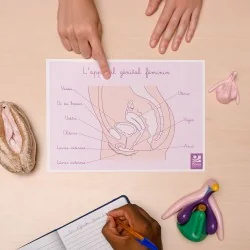 schéma appareil génital féminin A4 sur table