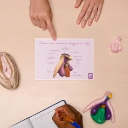 Carte anatomique Clitoris avec vaisseaux sanguins et nerfs A5