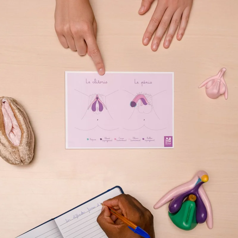 carte clitoris pénis A5