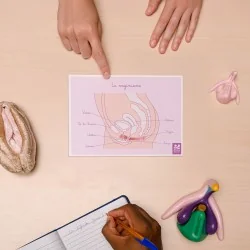 carte anatomique vaginisme sur bureau A5