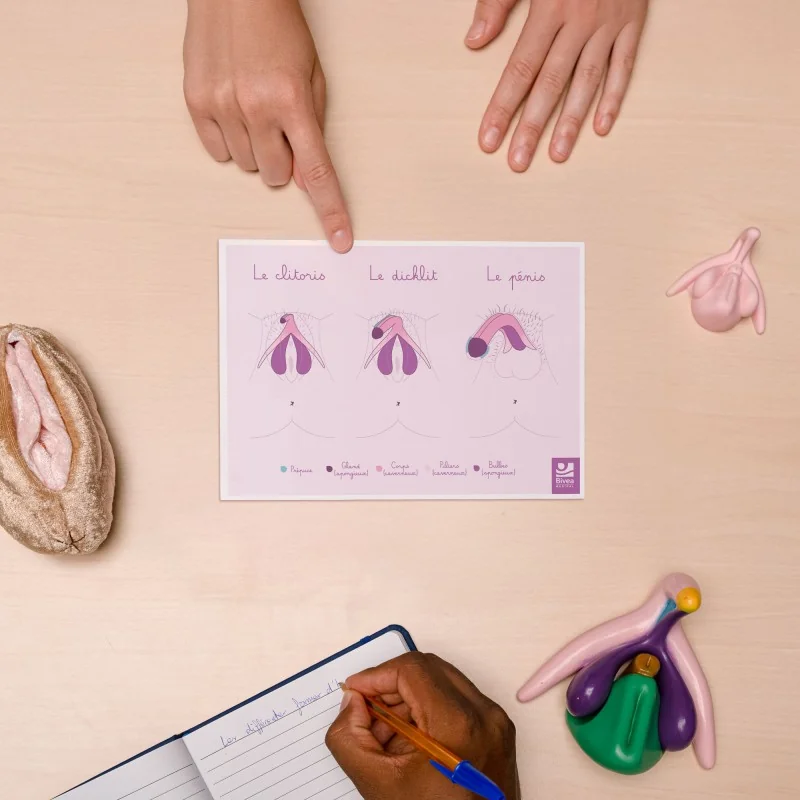 Carte anatomique Clitoris Dicklit Pénis sur un bureau en A5 Carte anatomique Clitoris Dicklit Pénis sur un bureau en A5