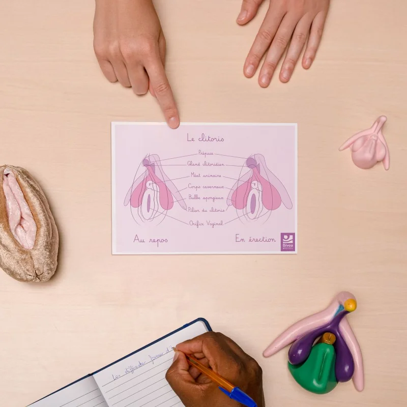 schéma du clitoris au repos et en érection sur bureau A5 schéma du clitoris au repos et en érection sur bureau A5