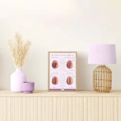 poster encadré des différentes ormes de vulves en A4