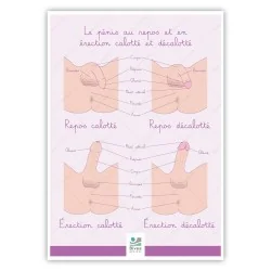 Poster Le pénis calotté et décalotté