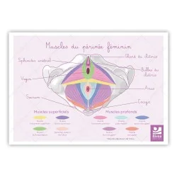 schéma les muscles du périnée féminin