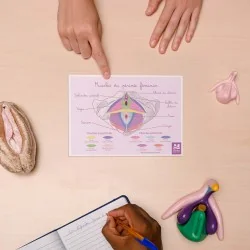 schéma les muscles du périnée féminin sur une table