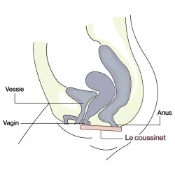 Culotte de soutien réduisant les fuites urinaires