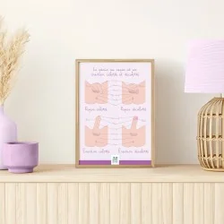 Poster Le pénis calotté et décalotté encadré