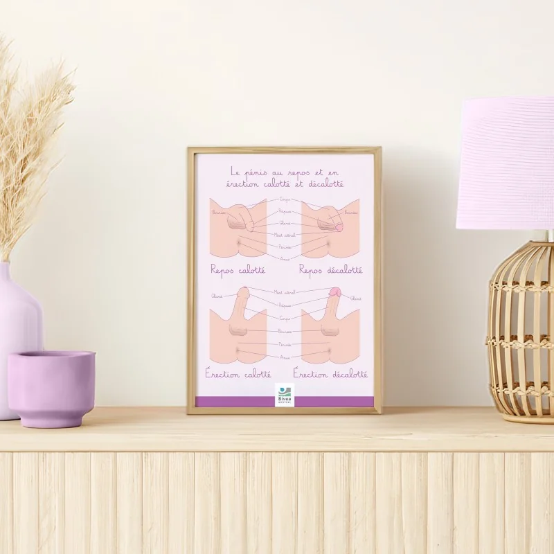 Poster Le pénis calotté et décalotté encadré