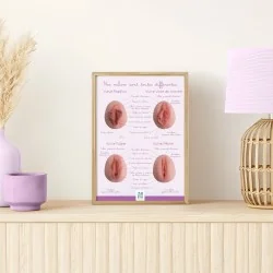 poster encadré des différentes ormes de vulves en A4