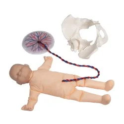 Modèle de pelvis féminin avec foetus et placenta