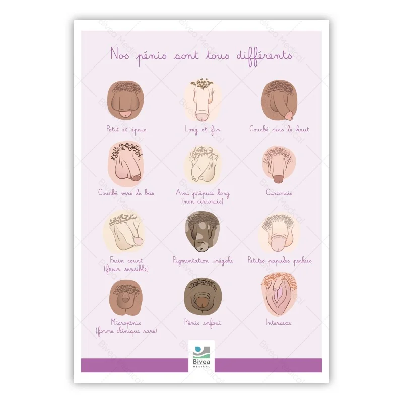 schéma illustré des différentes formes de pénis avec filigrane