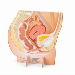 Représentation du bassin féminin en carton recto