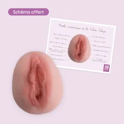 carte anatomique de la vulve tulipe légendée