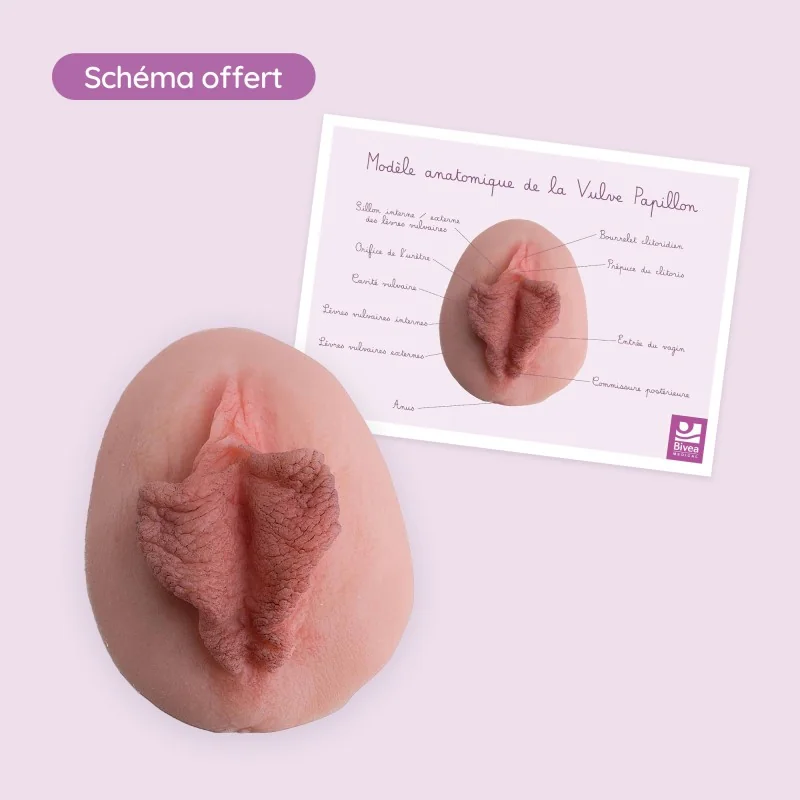 carte vulve papillon légendée