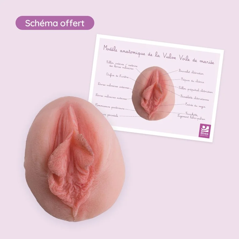 carte anatomique avec la vulve voile de mariée légendée