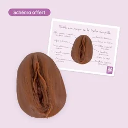 vulve jonquille avec schéma offert