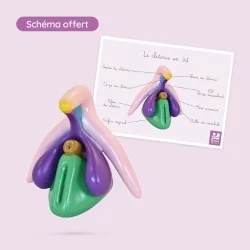carte anatomique du clitoris en 3d