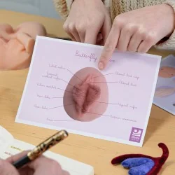 schéma vulve papillon en anglais dans les mains