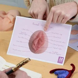 schéma anatomique vulve voile de mariée en anglais tenu dans les mains