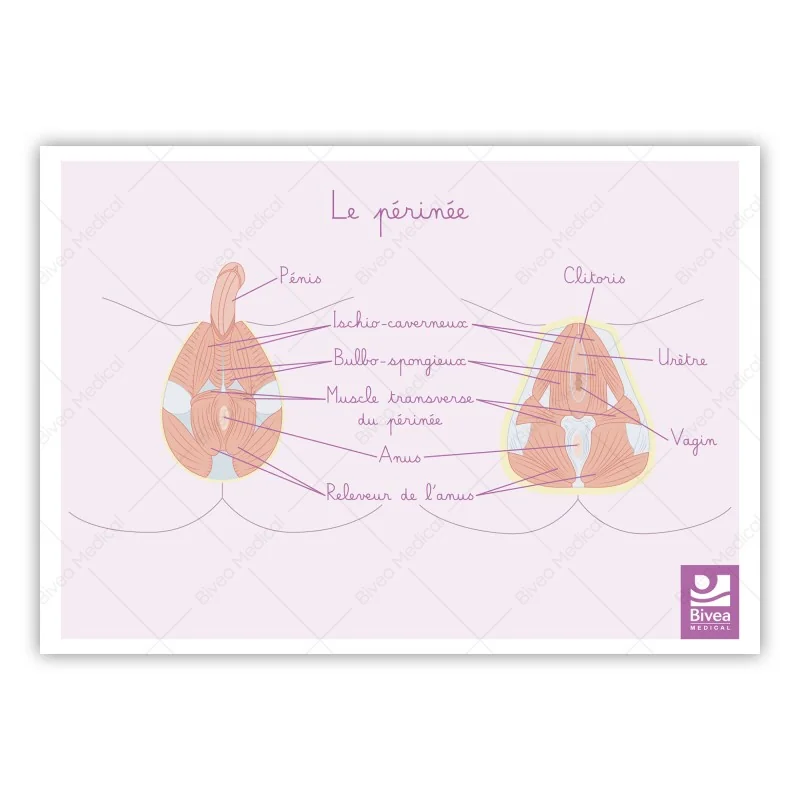 schéma anatomique du périnée avec filigrane