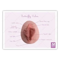 schéma vulve papillon en anglais