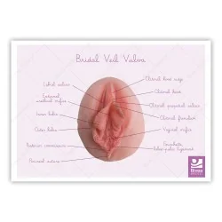 schéma anatomique vulve voile de mariée en anglais